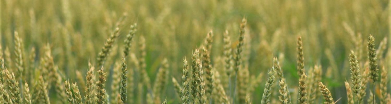 crop loss in wheat field