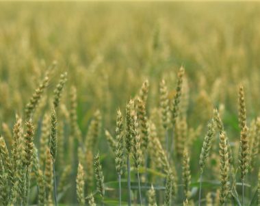 crop loss in wheat field