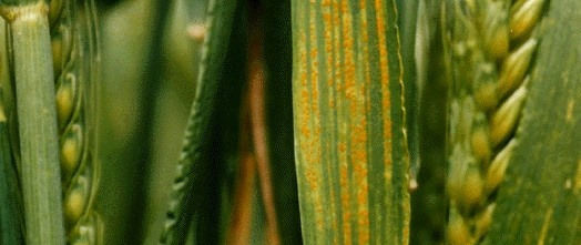 Infected wheat grass Puccinia striiformis