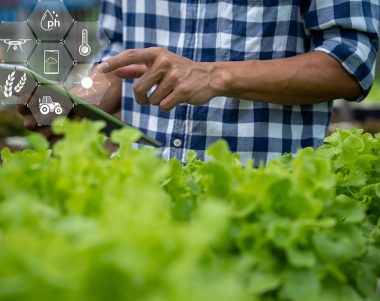 Farmer using an Artificial Intelligence App to check his crop health